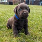 Chocolade Bruine Labrador Pups (1 reutje beschikbaar), Particulier, 8 tot 15 weken, Labrador retriever, Reu