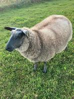 Te koop mooie Bleu du Maine stamboek dekrammen en fokooien., Mannelijk, Schaap
