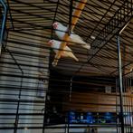 Mooie zebravinken (paar weken oud), Dieren en Toebehoren, Vogels | Overige Vogels, Meerdere dieren, Tropenvogel