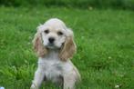 Amerikaanse cocker spaniel pup, Dieren en Toebehoren, België, Rabiës (hondsdolheid), 15 weken tot 1 jaar, Reu