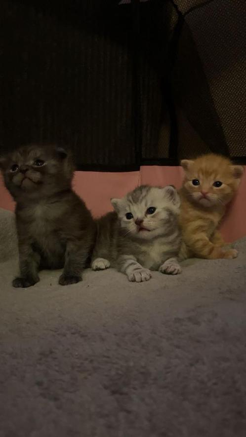 Kittens britse korthaar mix europese korthaar, Dieren en Toebehoren, Katten en Kittens | Raskatten | Korthaar, Meerdere dieren
