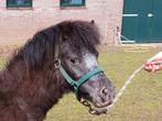 Luxe mini paardje appaloosa, Dieren en Toebehoren, Pony's, Hengst, 0 tot 2 jaar, Recreatiepony