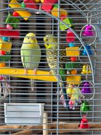 Parkietjes,jonge,met grote kooi, Dieren en Toebehoren, Vogels | Parkieten en Papegaaien, Meerdere dieren, Parkiet