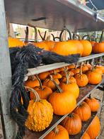 Pompoenen | Halloween | Eetbaar | Decoratie, Ophalen, Eenjarig, Overige soorten, Volle zon