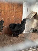 Zijderhoender haan + hen, Dieren en Toebehoren, Pluimvee, Meerdere dieren, Kip