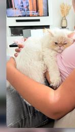 Perzisch volbloed kater, Dieren en Toebehoren