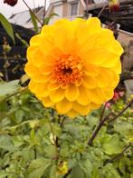 dahlia knol geel  golden scepter, Ophalen of Verzenden, Volle zon, Knol