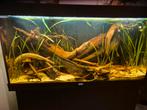 Juwel rio 350 te koop, compleet met inrichting en accessoire, Dieren en Toebehoren, Ophalen, Gebruikt, Gevuld zoetwateraquarium
