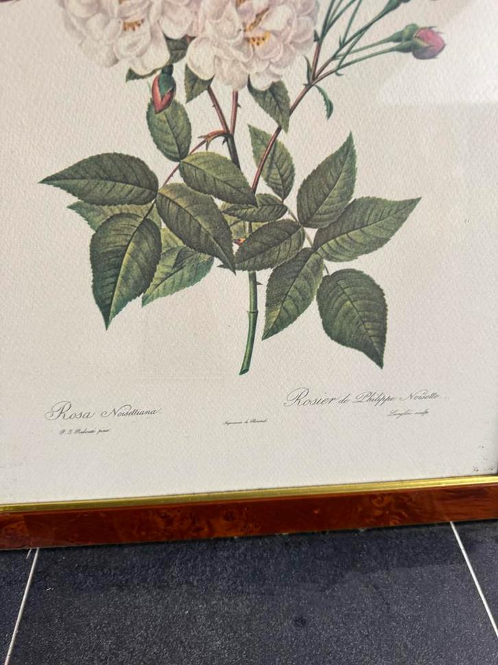 Partij Bloem Tekeningen in Lijst - Galerie Uitverkoop, Antiek en Kunst, Kunst | Tekeningen en Foto's, Ophalen of Verzenden