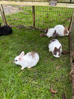 Kleur dwergjes dwergkonijntje en hangoor dwerg konijnen, Meerdere dieren, Dwerg, Hangoor