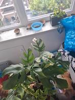Monstera minima albo variegata stekje, Huis en Inrichting, Kamerplanten, Groene kamerplant, Ophalen of Verzenden, Overige soorten