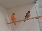 Mooi koppel grote goudvinken, Dieren en Toebehoren, Vogels | Overige Vogels, Meerdere dieren, Wildzangvogel, Geringd