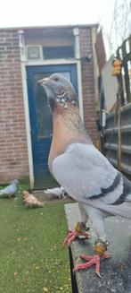 Syrische duiven, Dieren en Toebehoren, Vogels | Duiven, Meerdere dieren, Overige soorten