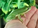 Hyla Cinerea | Amerikaanse Kleine Boomkikker, Dieren en Toebehoren, Reptielen en Amfibieën, Hagedis