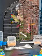 Mooi koppel grasparkieten met kooi, Dieren en Toebehoren, Vogels | Parkieten en Papegaaien, Meerdere dieren, Parkiet