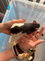 Laatste 2 zwart Japanner vrouwen rittens ratten.€6  per st, Dieren en Toebehoren, Knaagdieren, Rat, Vrouwelijk, Mei, Tam