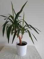 Mooie Palm Plant met gratis pot, Ophalen