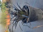 Ophiopogon Niger slangenbaard in 1.5 liter potten, Ophalen of Verzenden, Overige soorten, Volle zon
