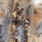 Crematogaster scutellaris 1q 50+w | mieren ant mierenkolonie, Dieren en Toebehoren, Insecten en Spinnen, Mieren
