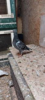 Drie jonge postduiven, Meerdere dieren, Postduif