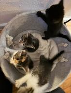 Kittens, Dieren en Toebehoren, Meerdere dieren, Kortharig, 0 tot 2 jaar