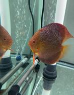 Tiger snake discuskoppel, Dieren en Toebehoren, Vissen | Aquariumvissen, Vis