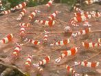 Crystal Red Garnalen, PRL, Red Bee, Dieren en Toebehoren, Vissen | Aquariumvissen, Kreeft, Krab of Garnaal, Zoetwatervis
