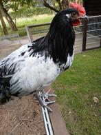 Lakenvelder (haan), Dieren en Toebehoren, Pluimvee, Mannelijk, Kip