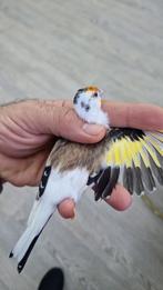 Major putters 3 koppel