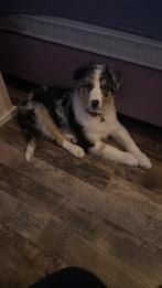 Te koop austrialen sheperd pup 14 weken, Reu, 8 tot 15 weken, Parvo, Eén hond