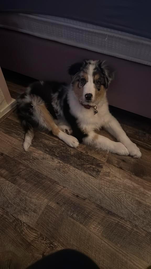 Te koop austrialen sheperd pup 14 weken, Dieren en Toebehoren, Honden | Herdershonden en Veedrijvers, Reu, Particulier, Eén hond