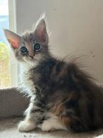 Mainecoons xxl, Meerdere dieren, Gechipt, 0 tot 2 jaar