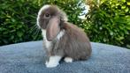 Choco minilop konijntjes, Dieren en Toebehoren, Konijnen, Mannelijk, Dwerg, Hangoor, 0 tot 2 jaar