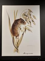 Dwergmuis, 1960 tot 1980, Verzenden, Zo goed als nieuw, Dier