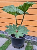 Gunnera manicata (Mammoetblad), Tuin en Terras, Planten | Tuinplanten, Ophalen, Zomer, Overige soorten