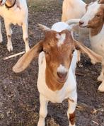 Boerbok, Dieren en Toebehoren, Schapen, Geiten en Varkens, Mannelijk, Geit