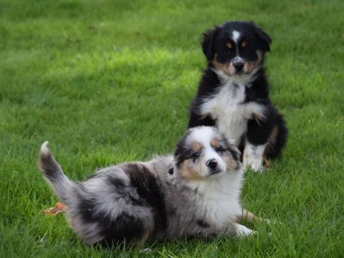 Super mooie Mini Shepherd pups, Dieren en Toebehoren, Honden | Niet-rashonden, Middel, Meerdere dieren, Fokker | Hobbymatig, Meerdere