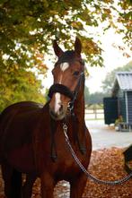 14 jarige draver ruin, Dieren en Toebehoren, Paarden, Ruin, Recreatiepaard, 11 jaar of ouder