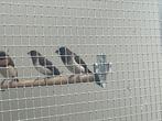 Leuke japanse meeuwtjes en zebravinken, Dieren en Toebehoren, Vogels | Overige Vogels, Meerdere dieren