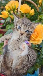 Super lieve binnen kittens zoeken personeel, Dieren en Toebehoren, Katten en Kittens | Overige Katten, Meerdere dieren, Kortharig