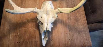 Een eland schedel met gewei (44x63 cm) Lapland Zweden beschikbaar voor biedingen
