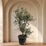 Quercus suber/ kurkeik meerstammige 001, Ophalen, Halfschaduw, Overige soorten, 100 tot 250 cm