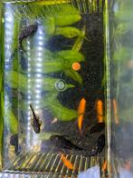 Algeneters, Dieren en Toebehoren, Vis