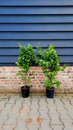 Fagus Sylvatica groene haagbeuken in pot🌿, Tuin en Terras, Ophalen, Beukenhaag, 100 tot 250 cm