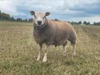 Texelaar ram dekram, Dieren en Toebehoren, Mannelijk, Schaap