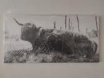 Schotse Hooglander Canvas 100x50 - Nieuw in Folie!, Ophalen of Verzenden
