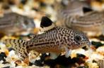 Corydoras julii, Dieren en Toebehoren, Vis, Zoetwatervis, Schoolvis