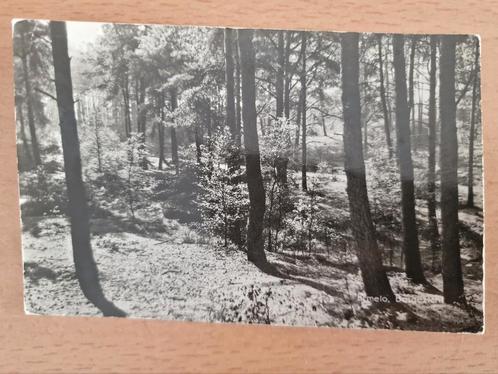 Ermelo, "Bos gezicht", uitgave Bijenkorf Ermelo, Verzamelen, Ansichtkaarten | Nederland, Gelopen, Gelderland, 1940 tot 1960, Ophalen of Verzenden