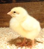 vleeskuikens mestkuikens, Geslacht onbekend, Kip