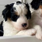 Bernedoodle pups, Dieren en Toebehoren, Honden | Niet-rashonden, CDV (hondenziekte), Meerdere, 8 tot 15 weken, Meerdere dieren